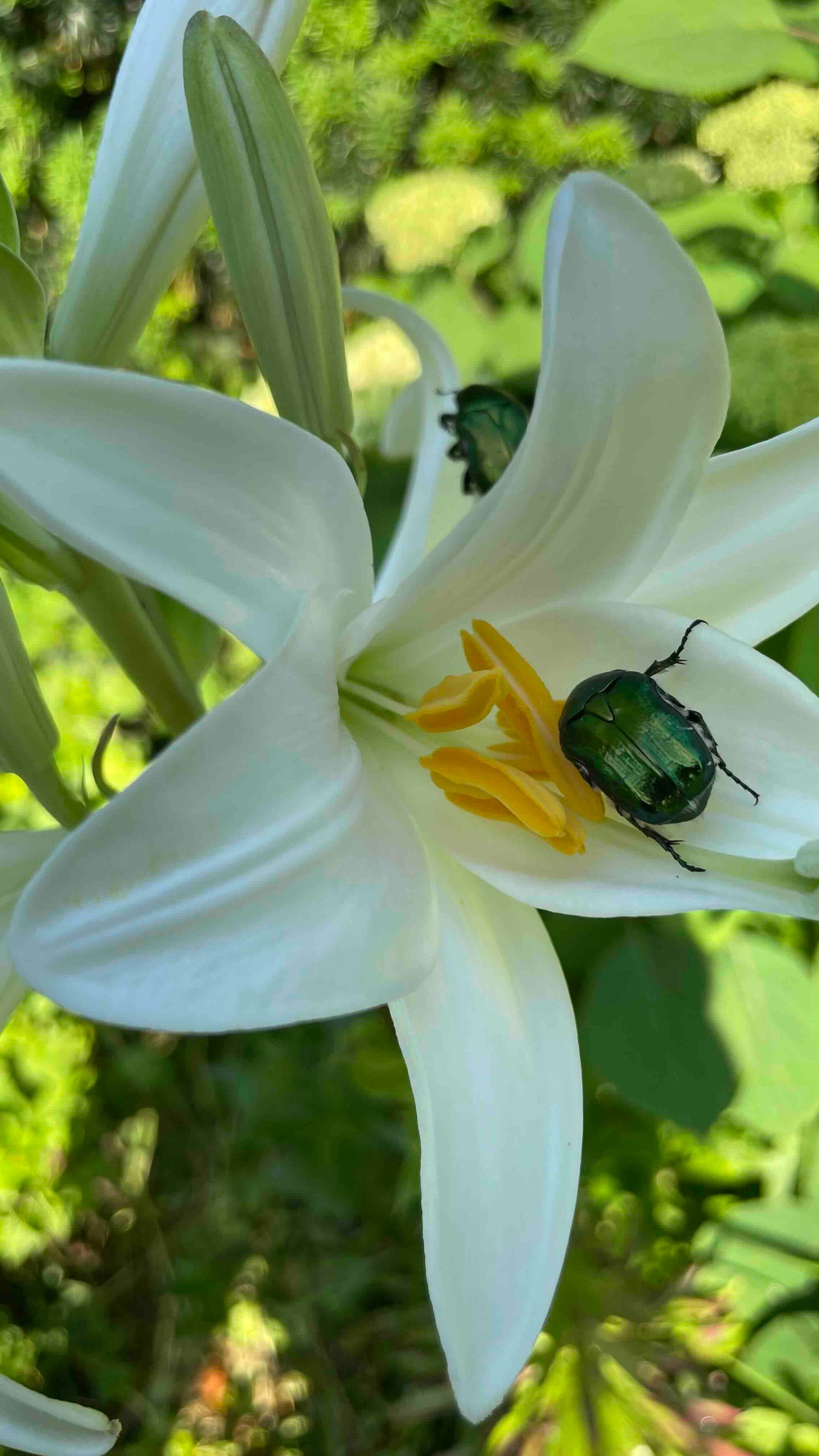 bug-flower