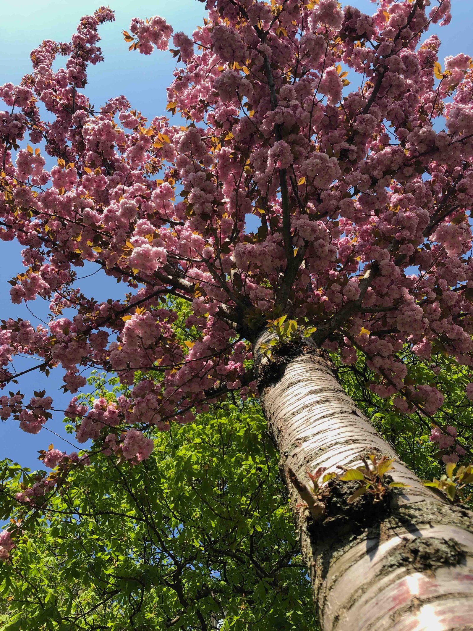 cherry-blossom