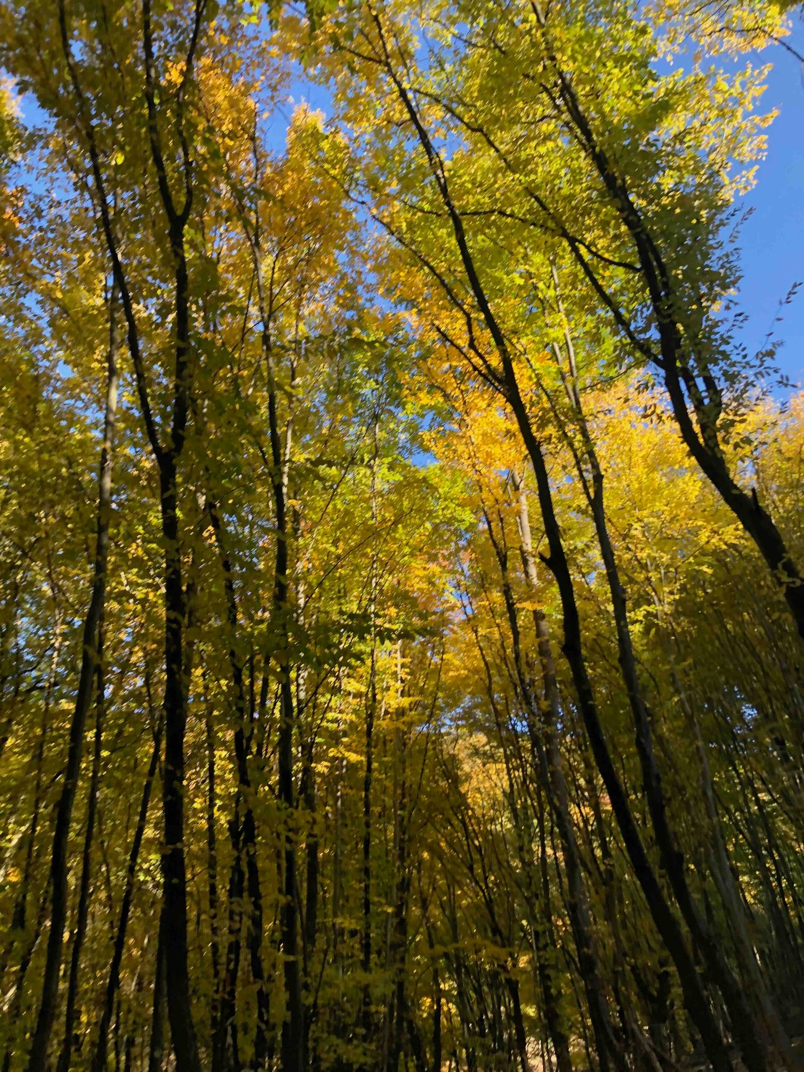 giant-trees