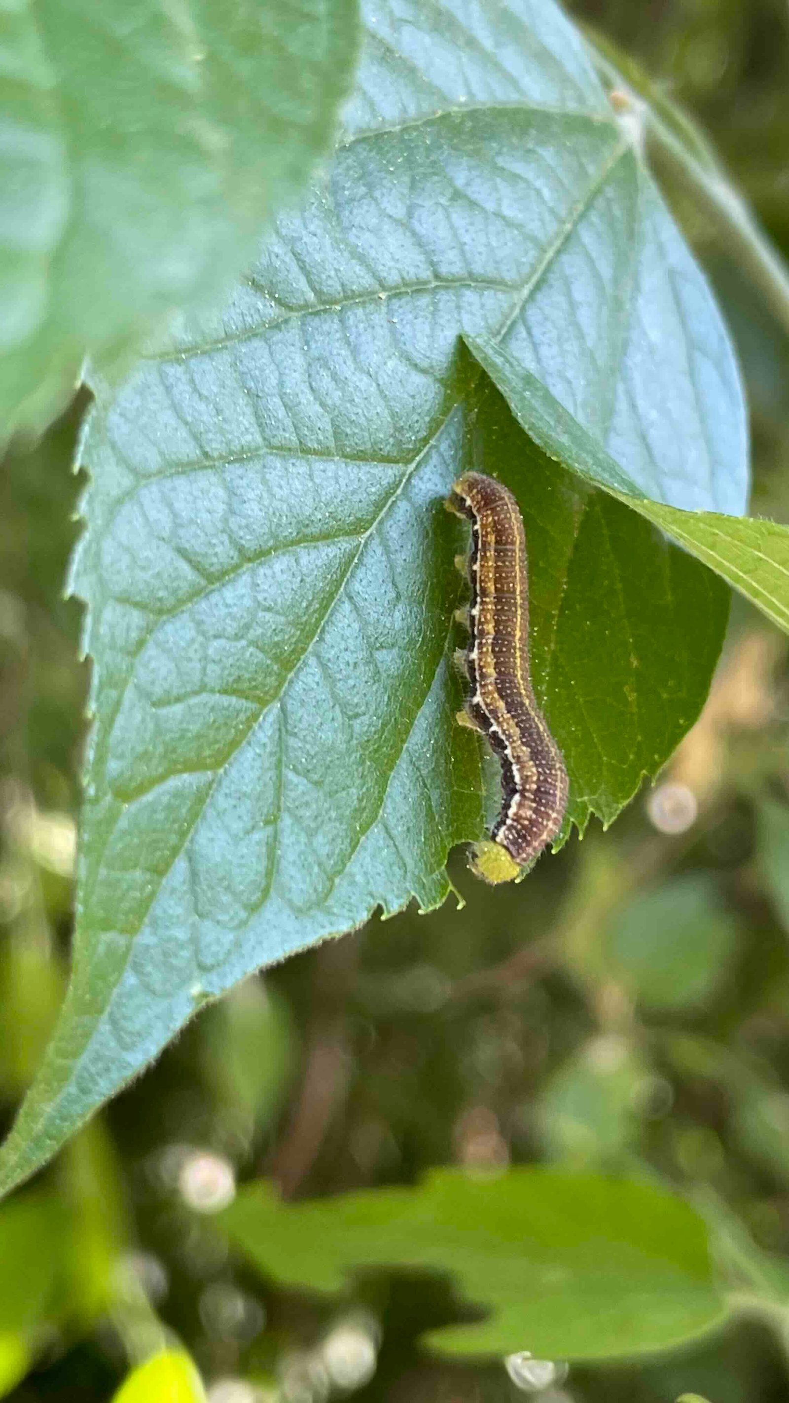 leaf