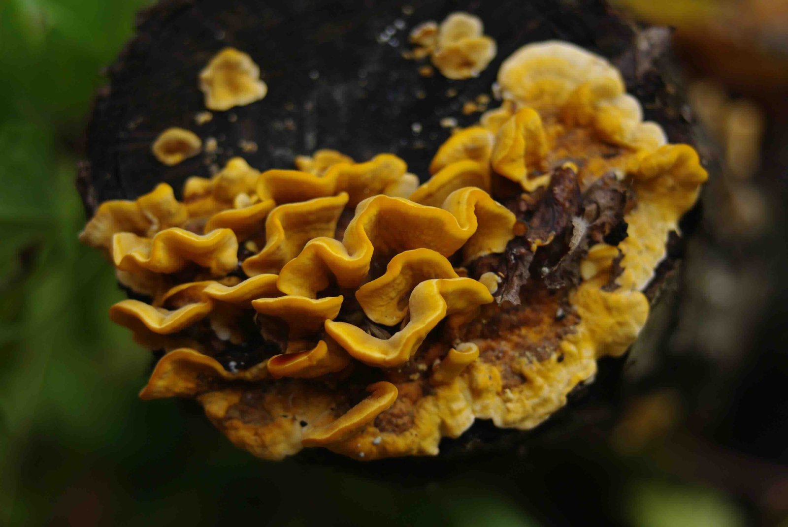 mushroom